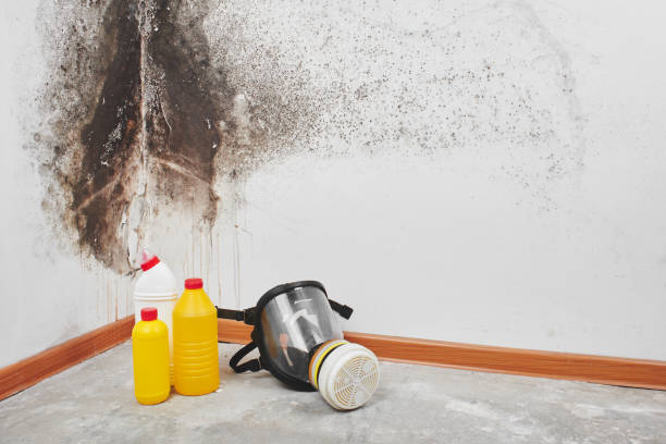 Best Mold Damage Repair  in Howards Grove, WI