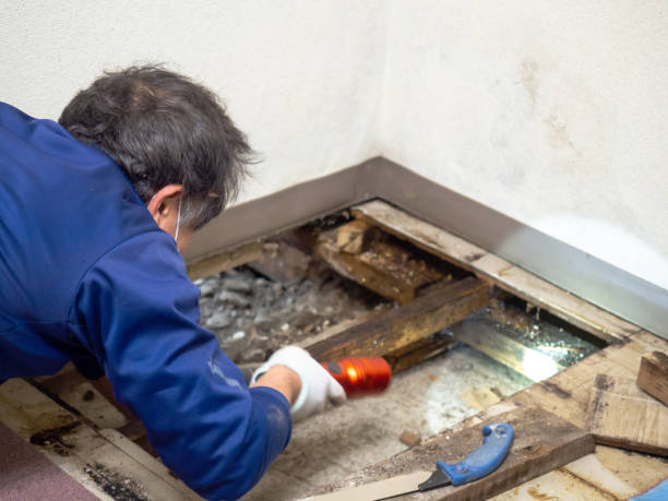 Best Office Mold Removal Services  in Howards Grove, WI
