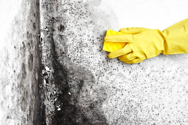 Best Black Mold Removal  in Howards Grove, WI