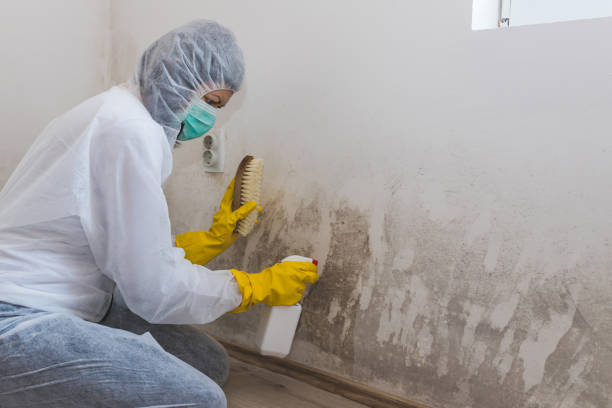 Best Residential Mold Removal  in Howards Grove, WI