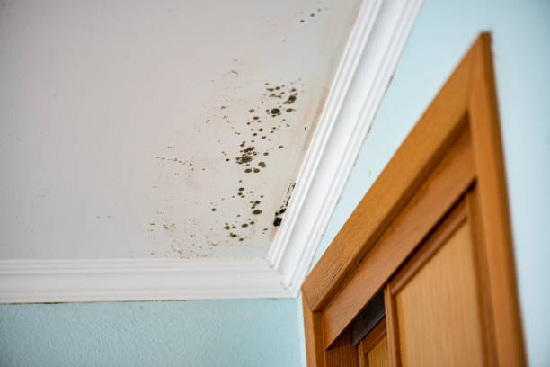 Best Local Mold Removal Service  in Howards Grove, WI