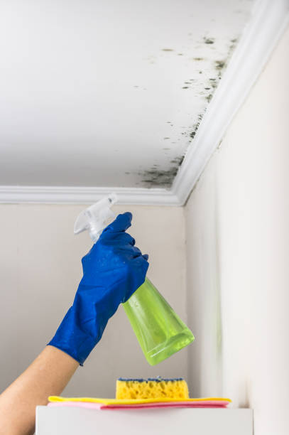 Home Mold Removal in Howards Grove, WI