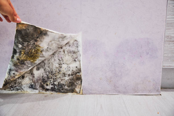 Best Black Mold Removal  in Howards Grove, WI